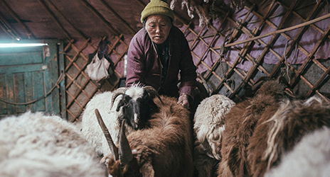 Mongolian herders desperate to save their animals